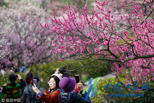 2019年3月8日,游人在南京梅花山赏花游览.