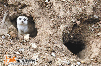 细尾獴打洞取暖热带动物用上电暖器