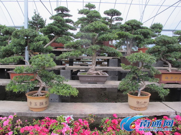 如皋盆景走进中南海 誉满京城_江苏国际在线