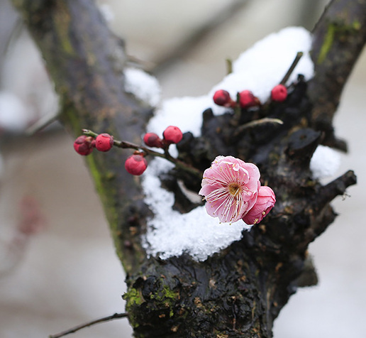 江苏淮安:梅花傲雪盛开