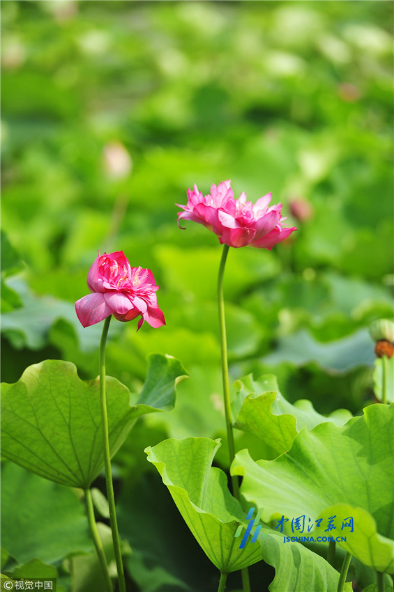 江苏淮安洪泽区白马湖迎来晴朗天气,蓝天白云下的白马湖畔荷花全线