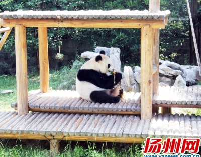 熊猫正在吃粽子司新利董学国摄